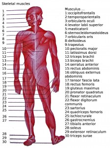 checkout your key muscle knowledge with this quick diagram